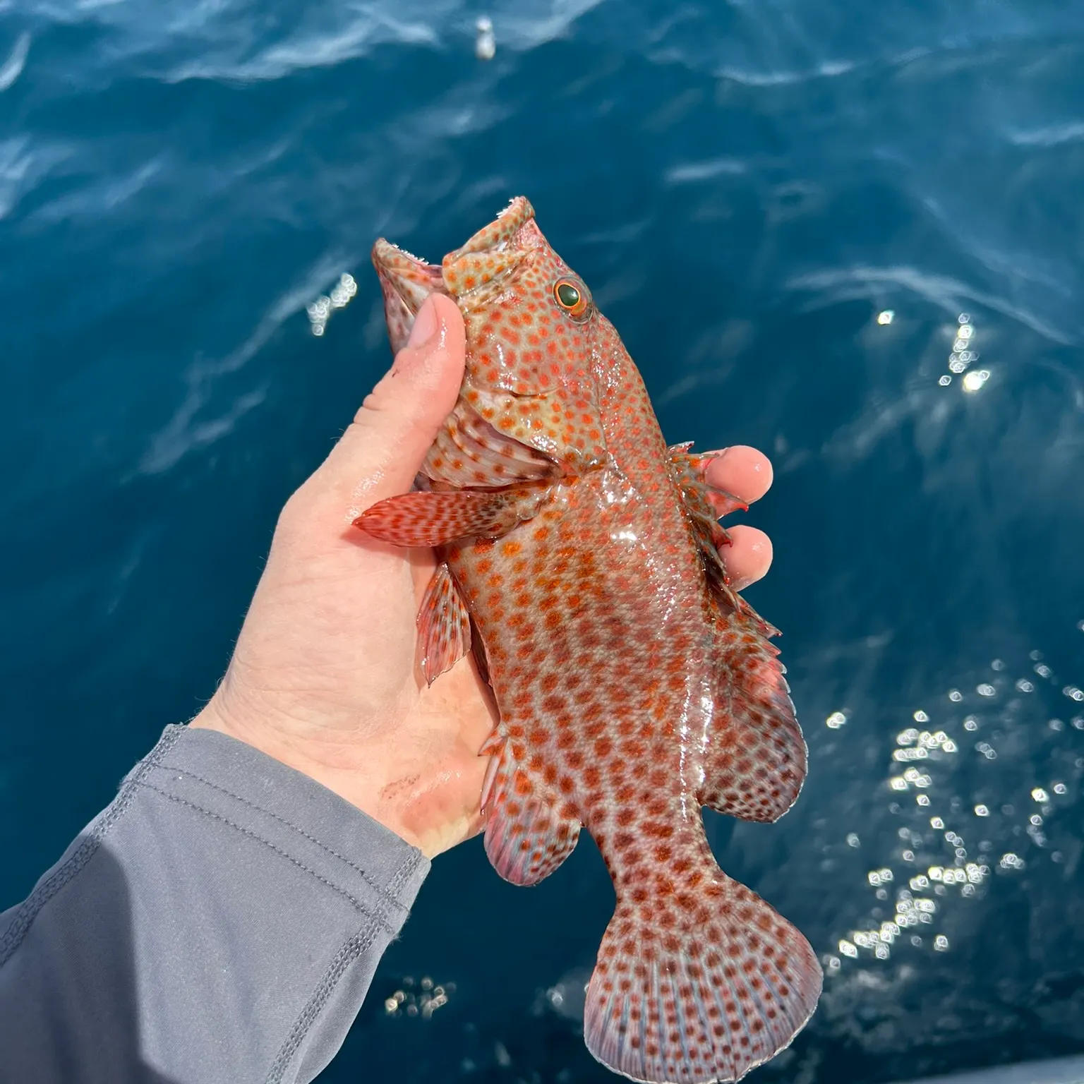 most liked catch image