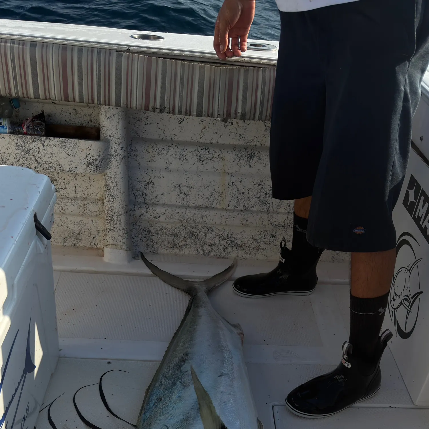 The most recent Roosterfish catches on Fishbrain
