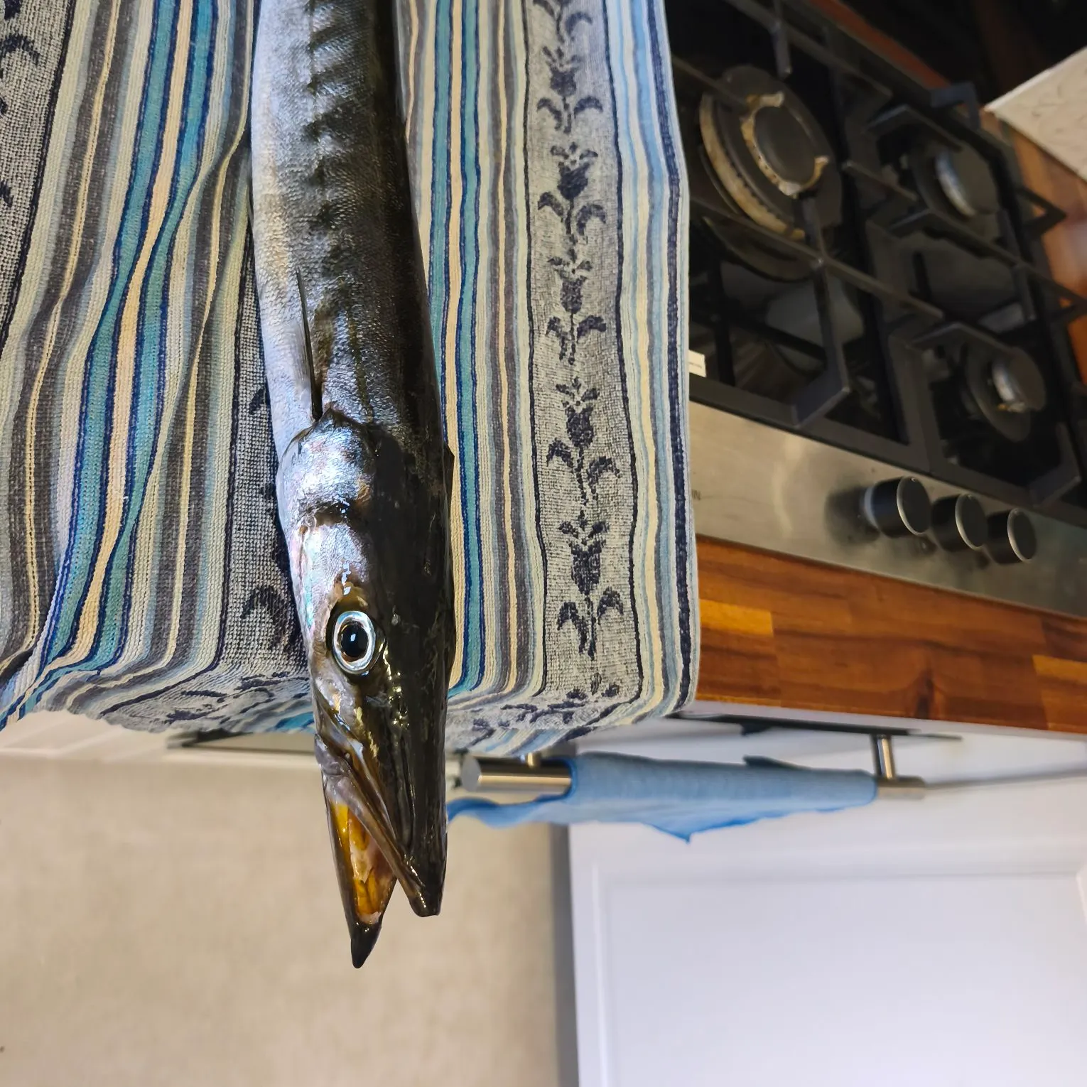 The most recent Pickhandle barracuda catches on Fishbrain