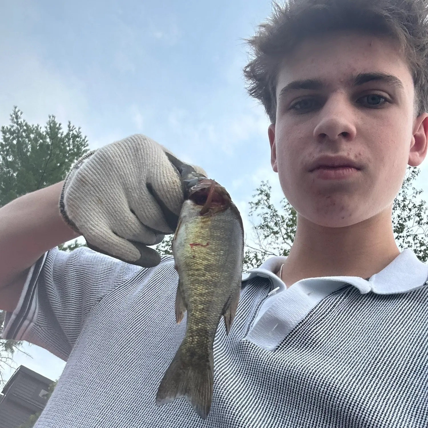 Yellow perch caught on Fishbrain