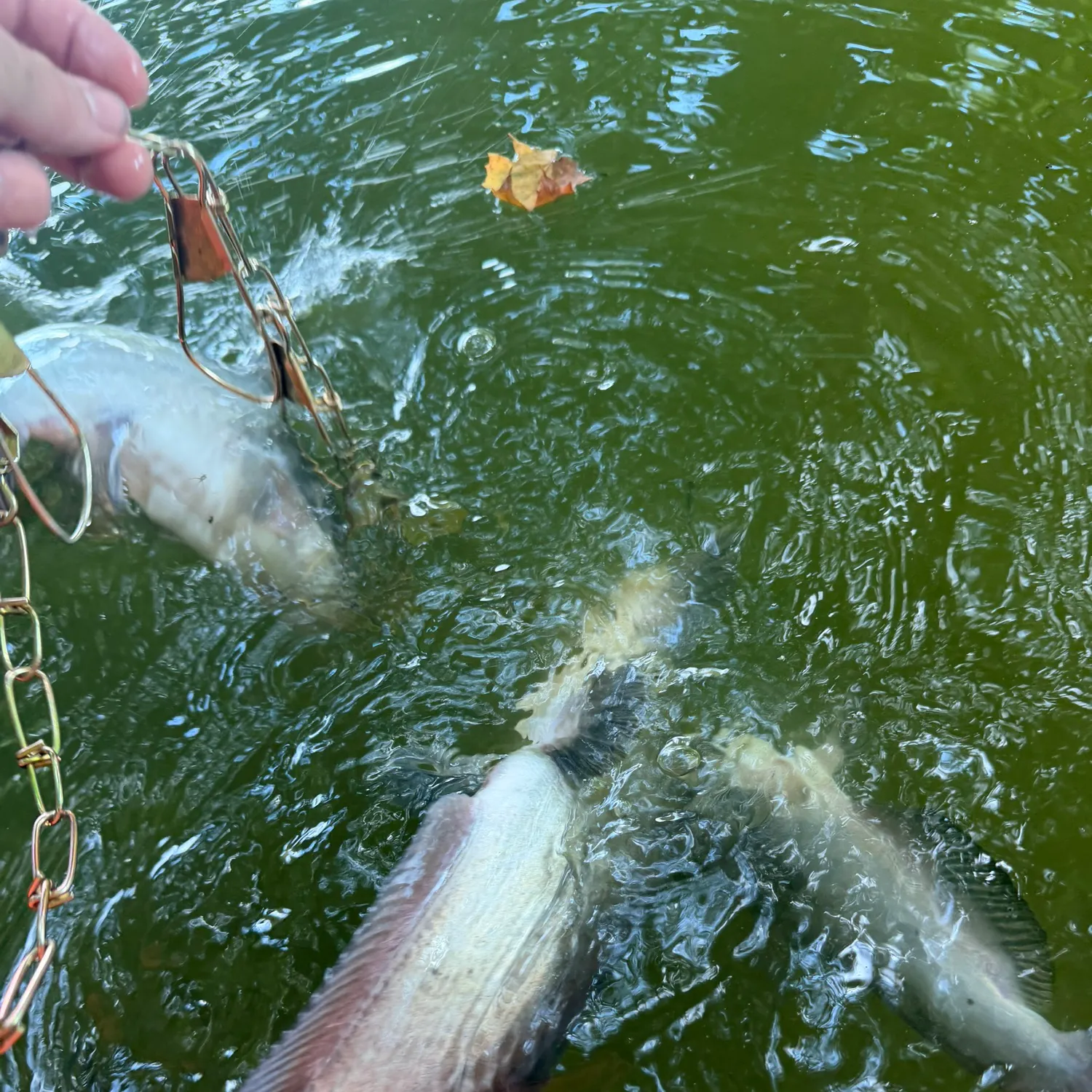 catch