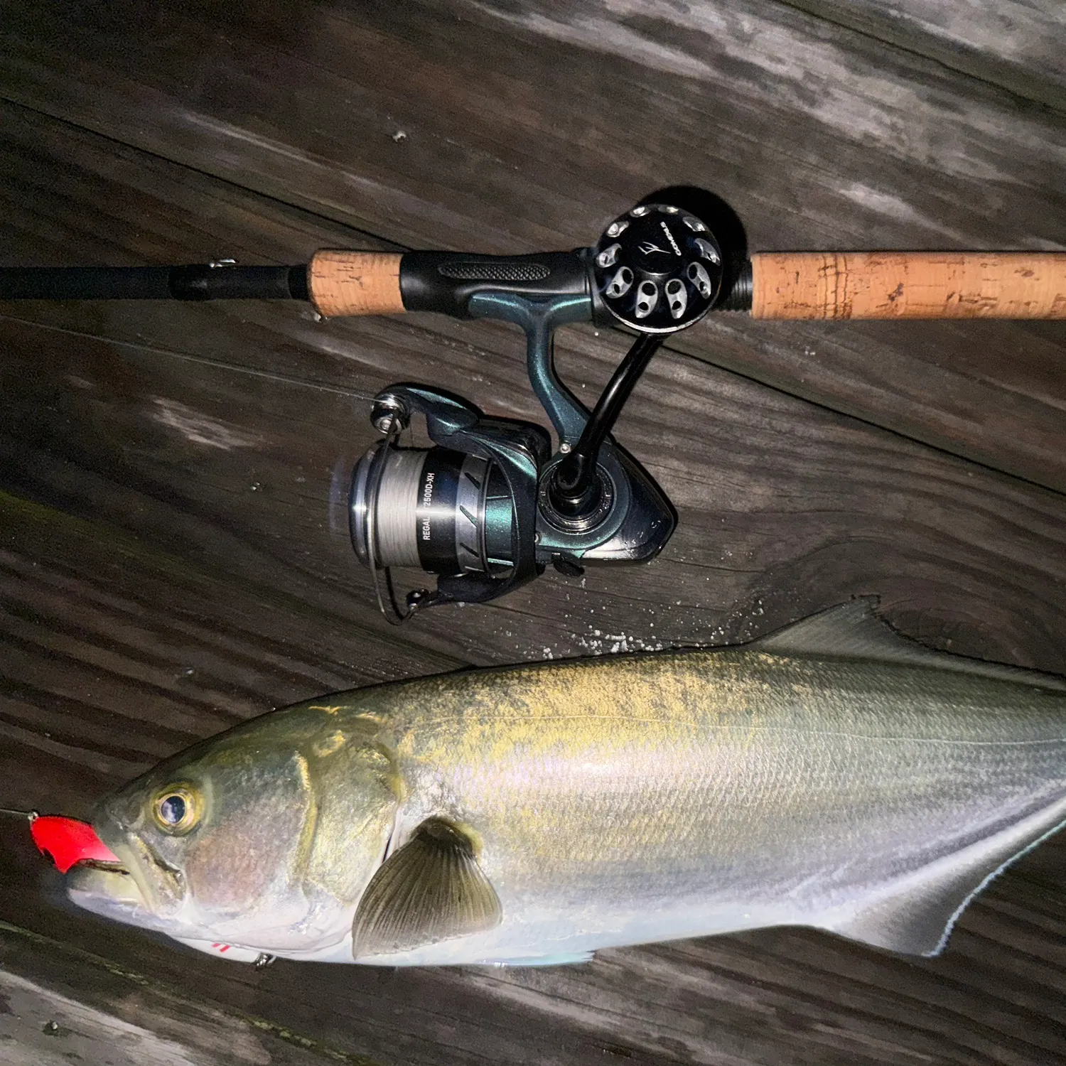 Bluefish caught on Fishbrain