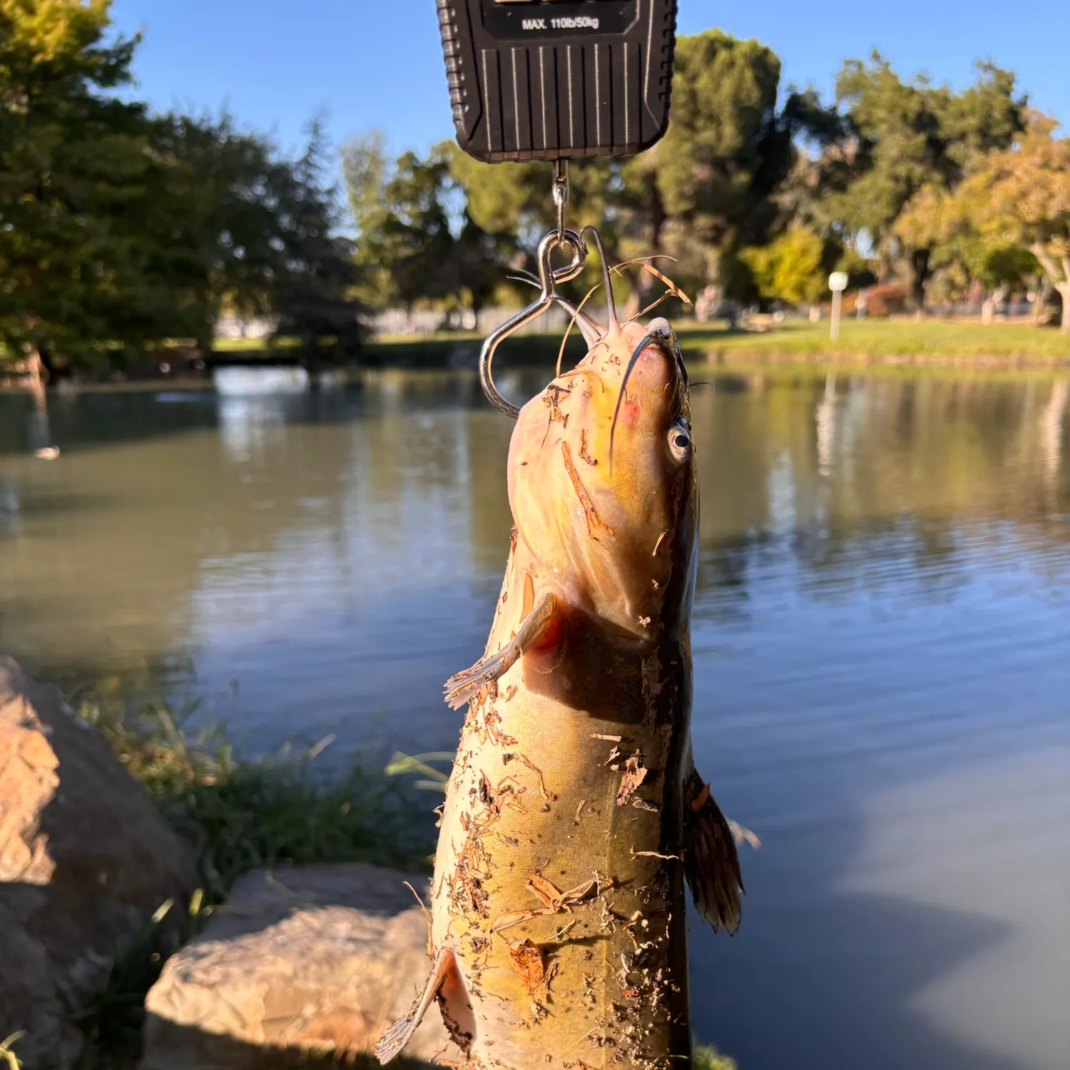 Channel catfish caught on Fishbrain