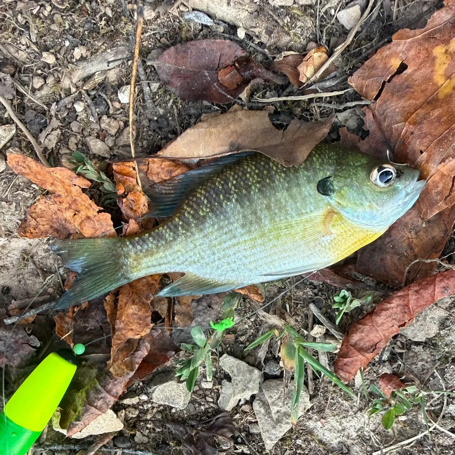 Bluegill caught on Fishbrain