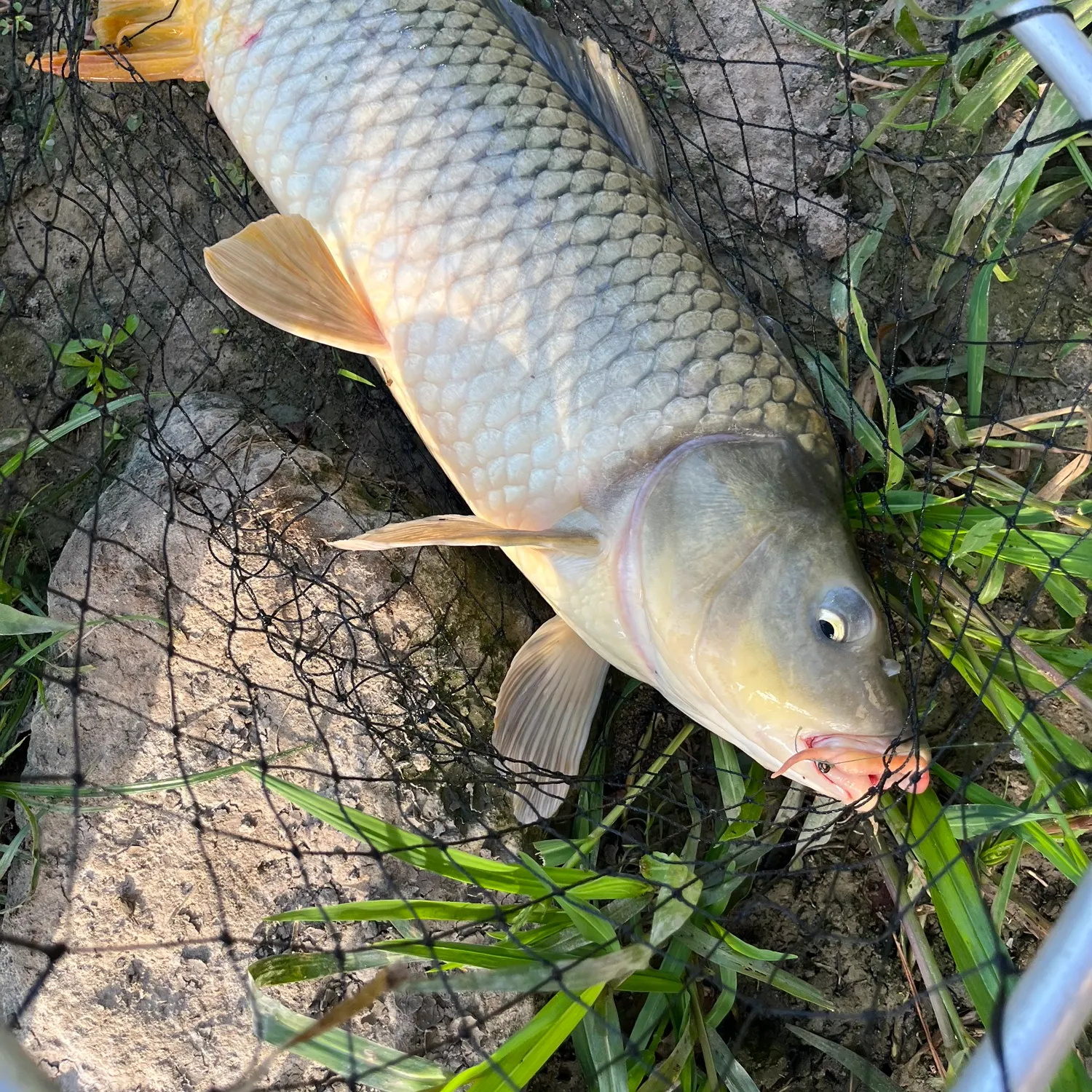 Common carp caught on Fishbrain