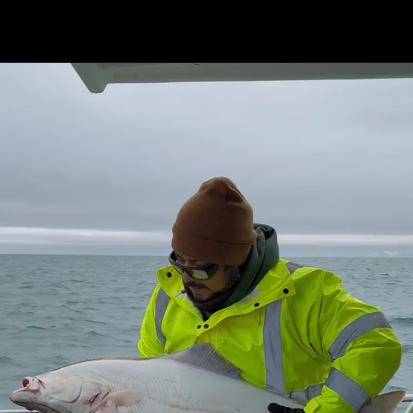 Pacific halibut caught on Fishbrain