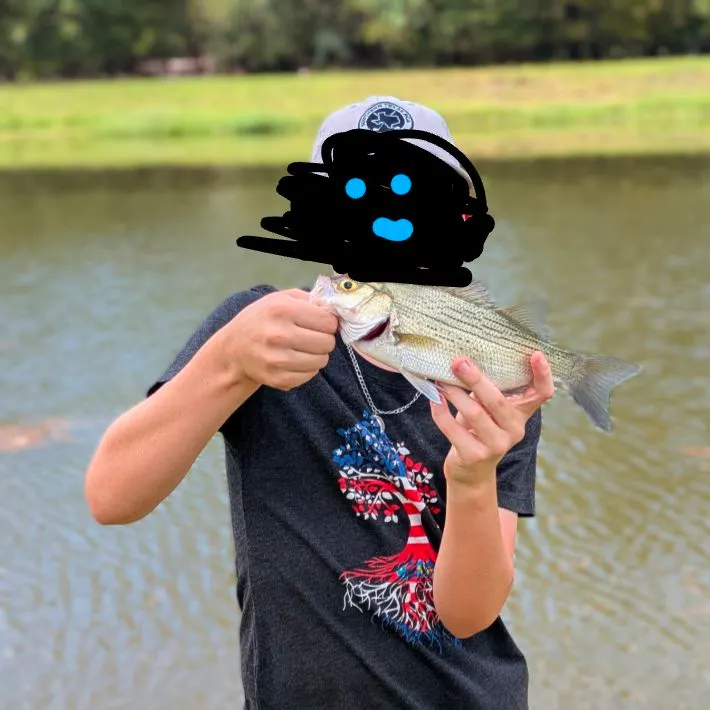 White bass caught on Fishbrain