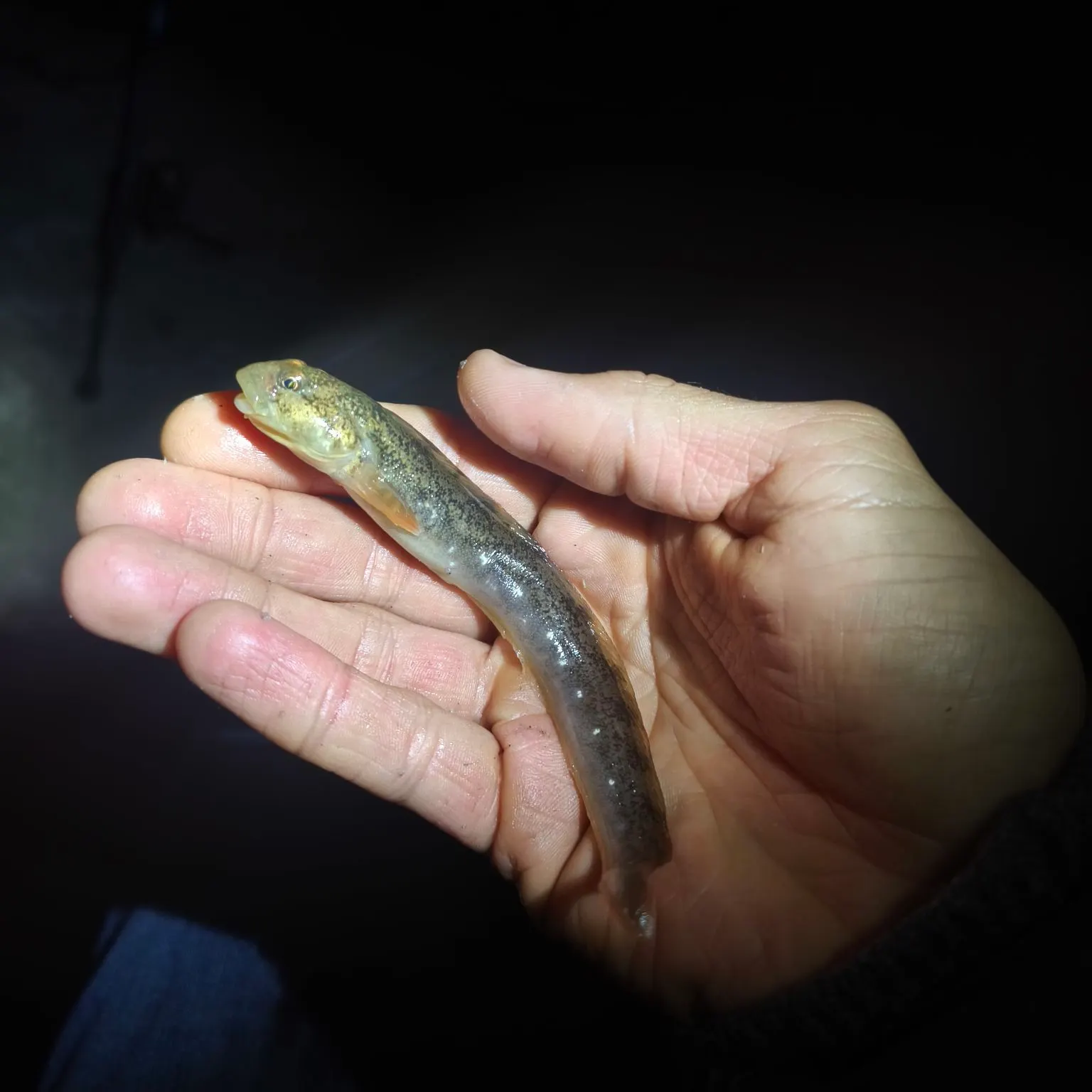 The most recent European eelpout catches on Fishbrain