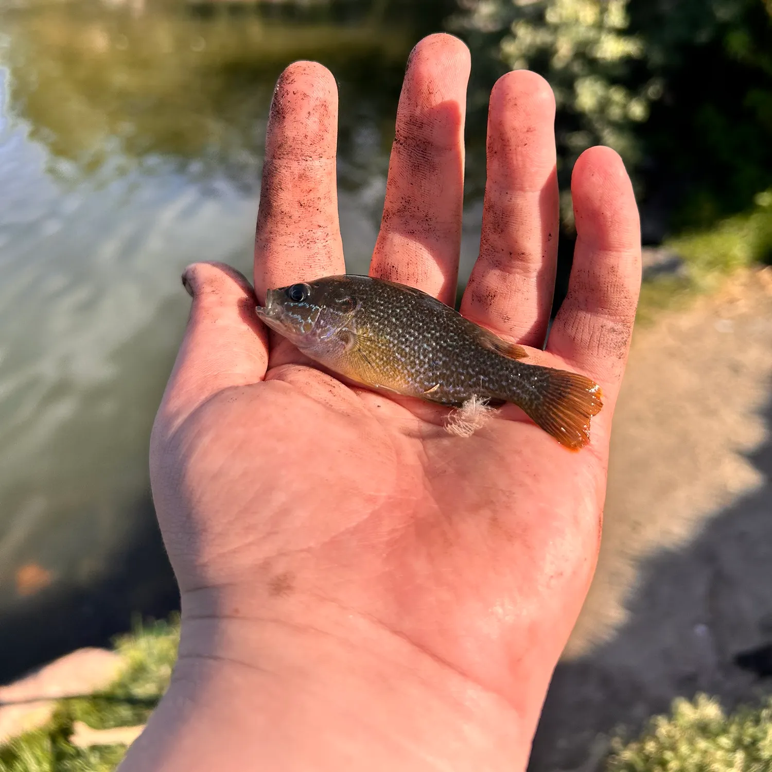 Green sunfish caught on Fishbrain