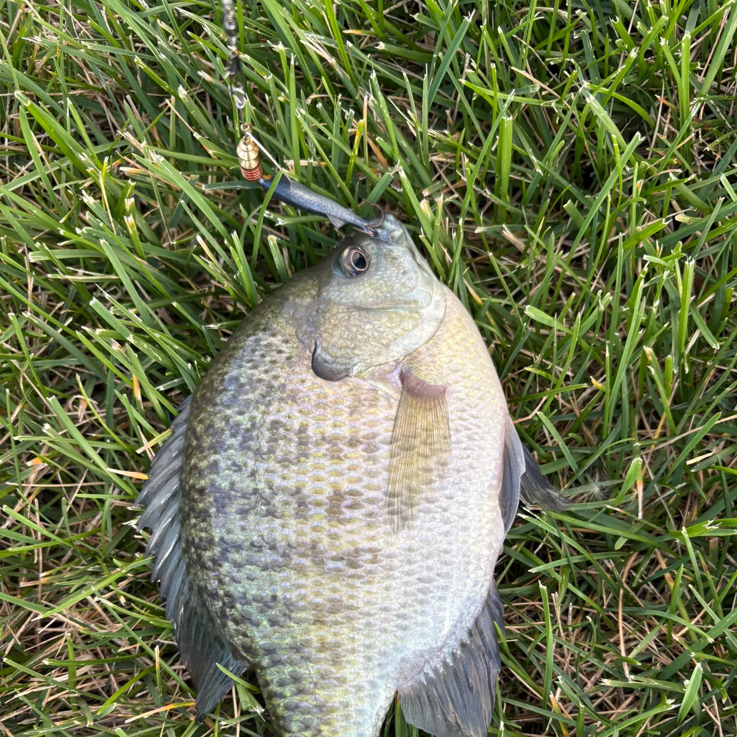 Bluegill caught on Fishbrain