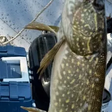 Northern pike caught on Fishbrain