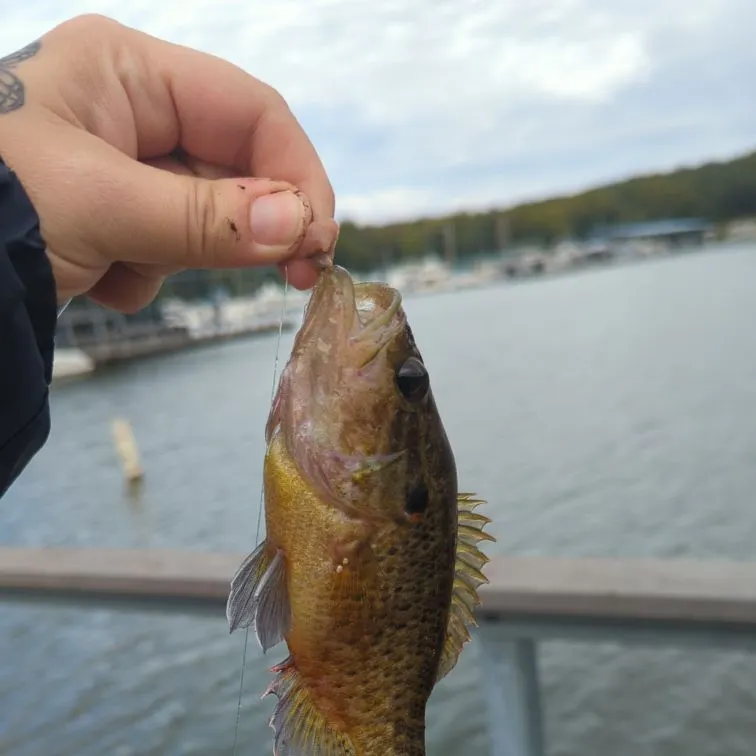 Warmouth caught on Fishbrain