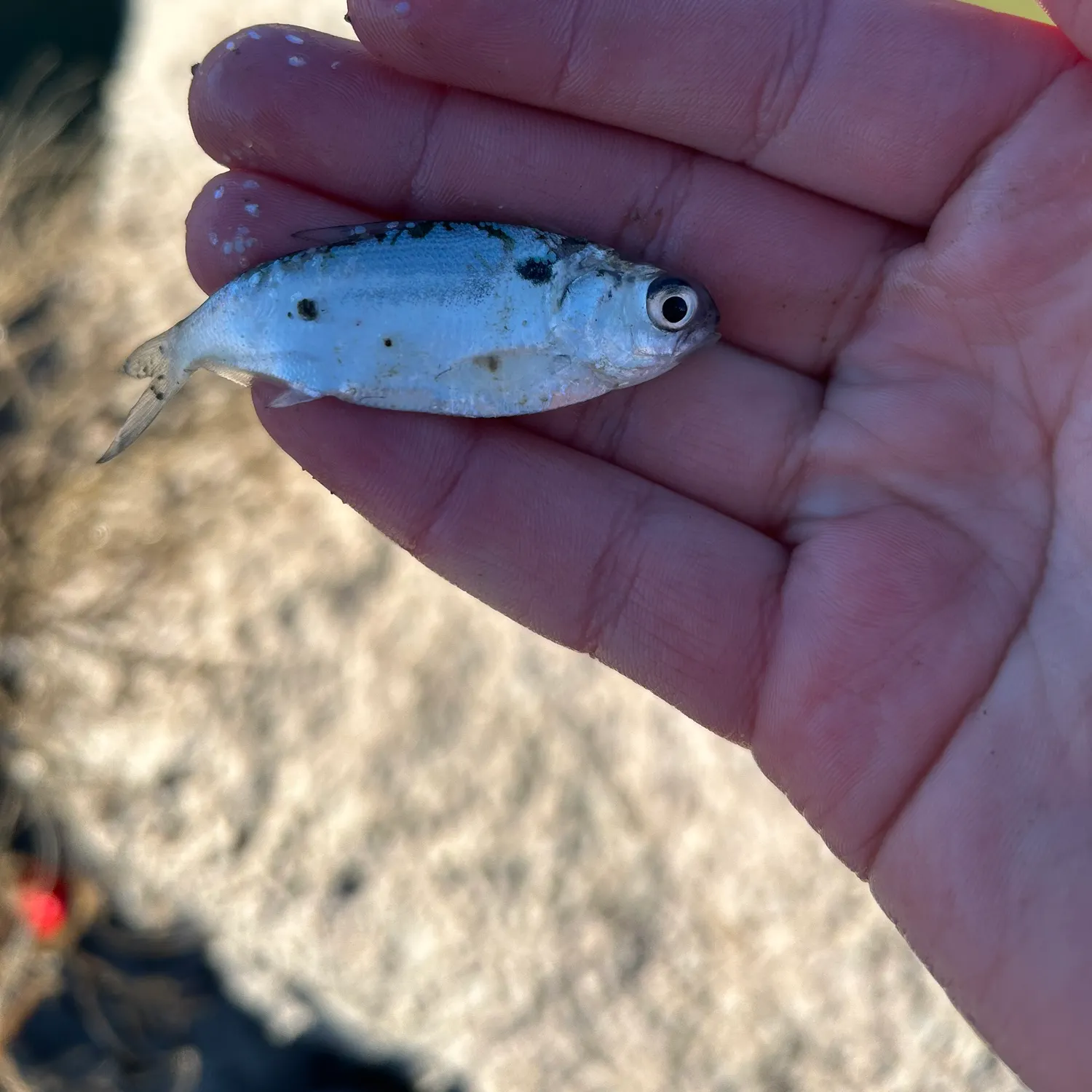 The most recent Threadfin shad catches on Fishbrain
