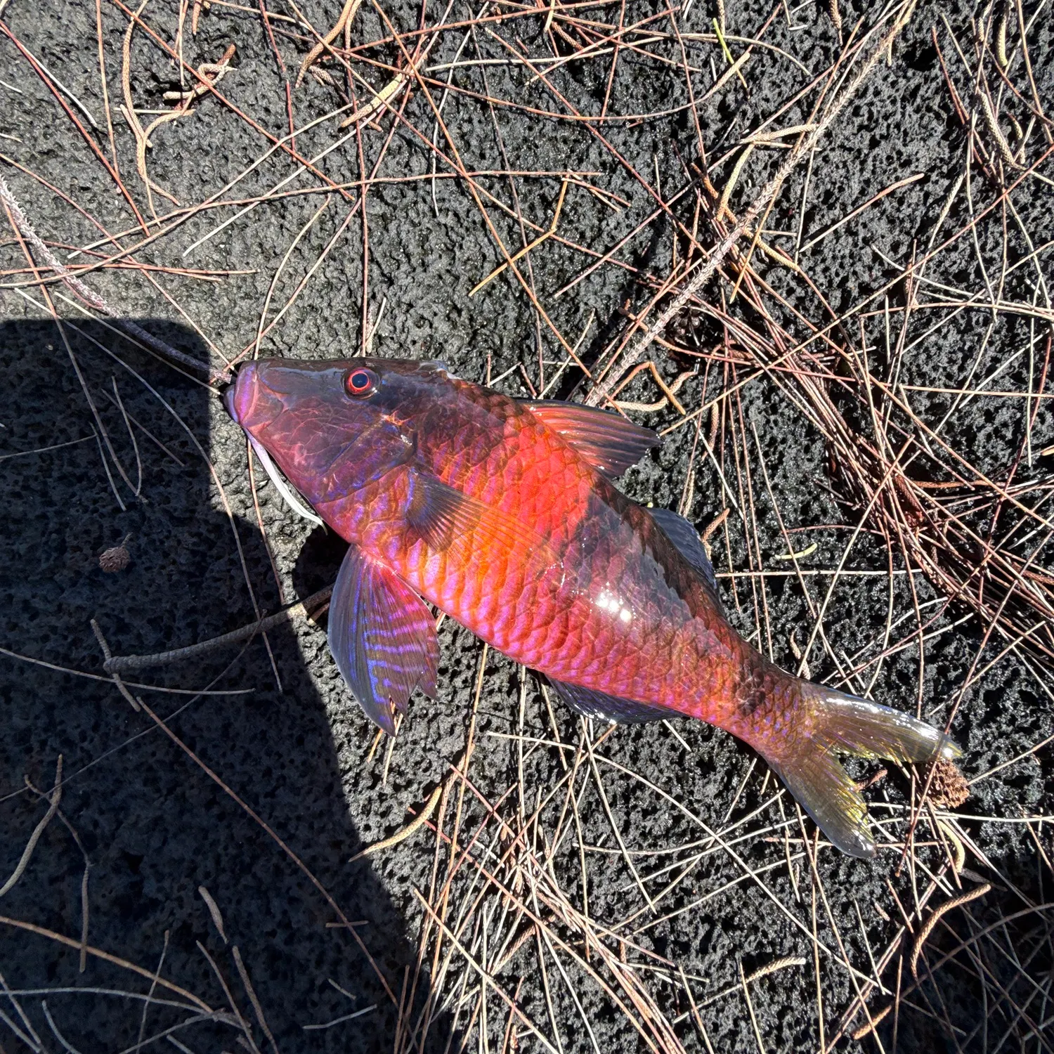 The most recent Goldsaddle goatfish catches on Fishbrain