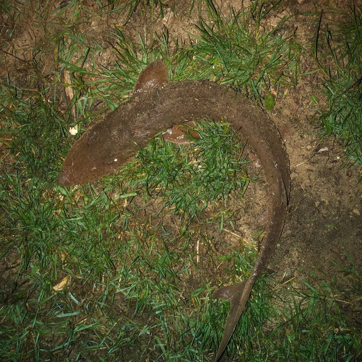 The most recent Shovelnose sturgeon catches on Fishbrain