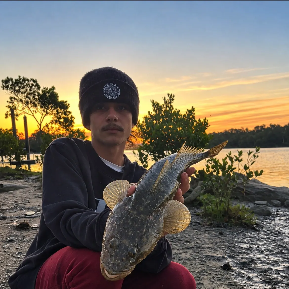 Dusky flathead caught on Fishbrain