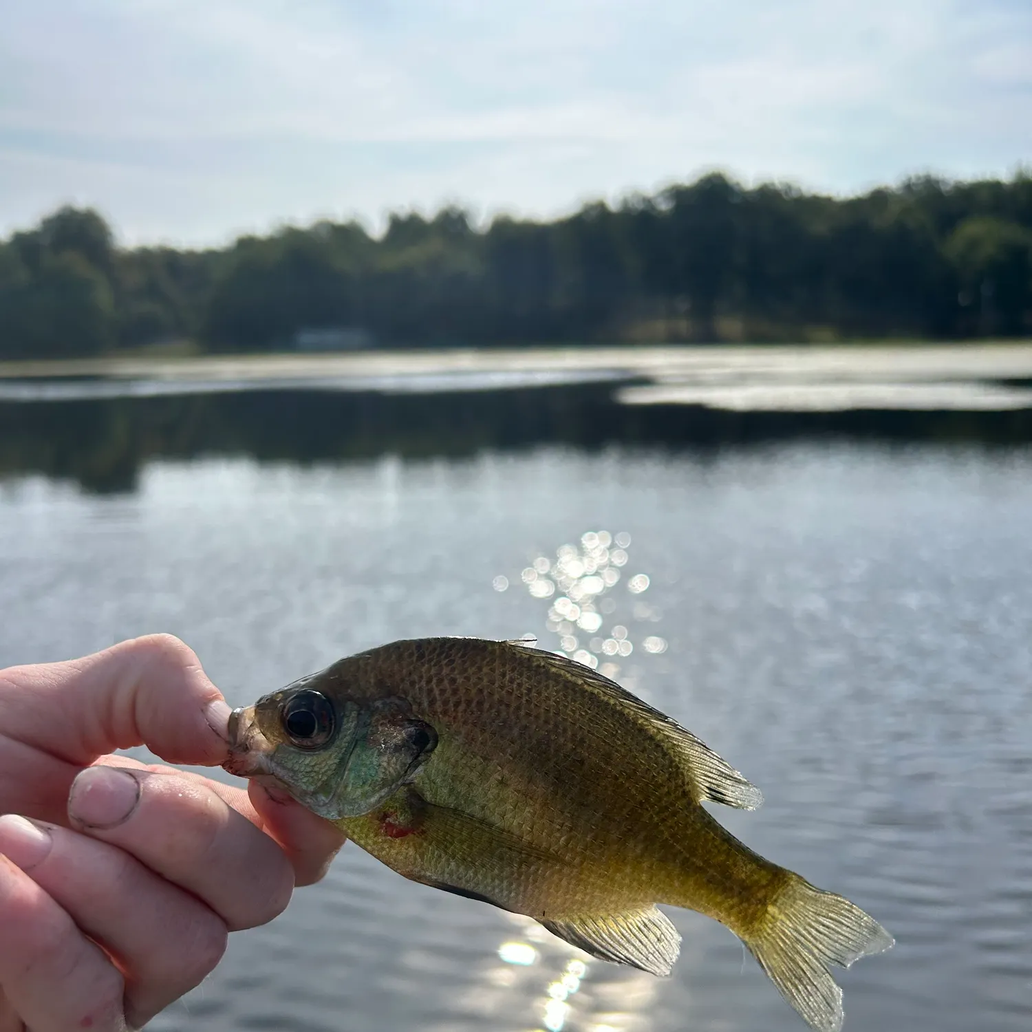 Bluegill caught on Fishbrain
