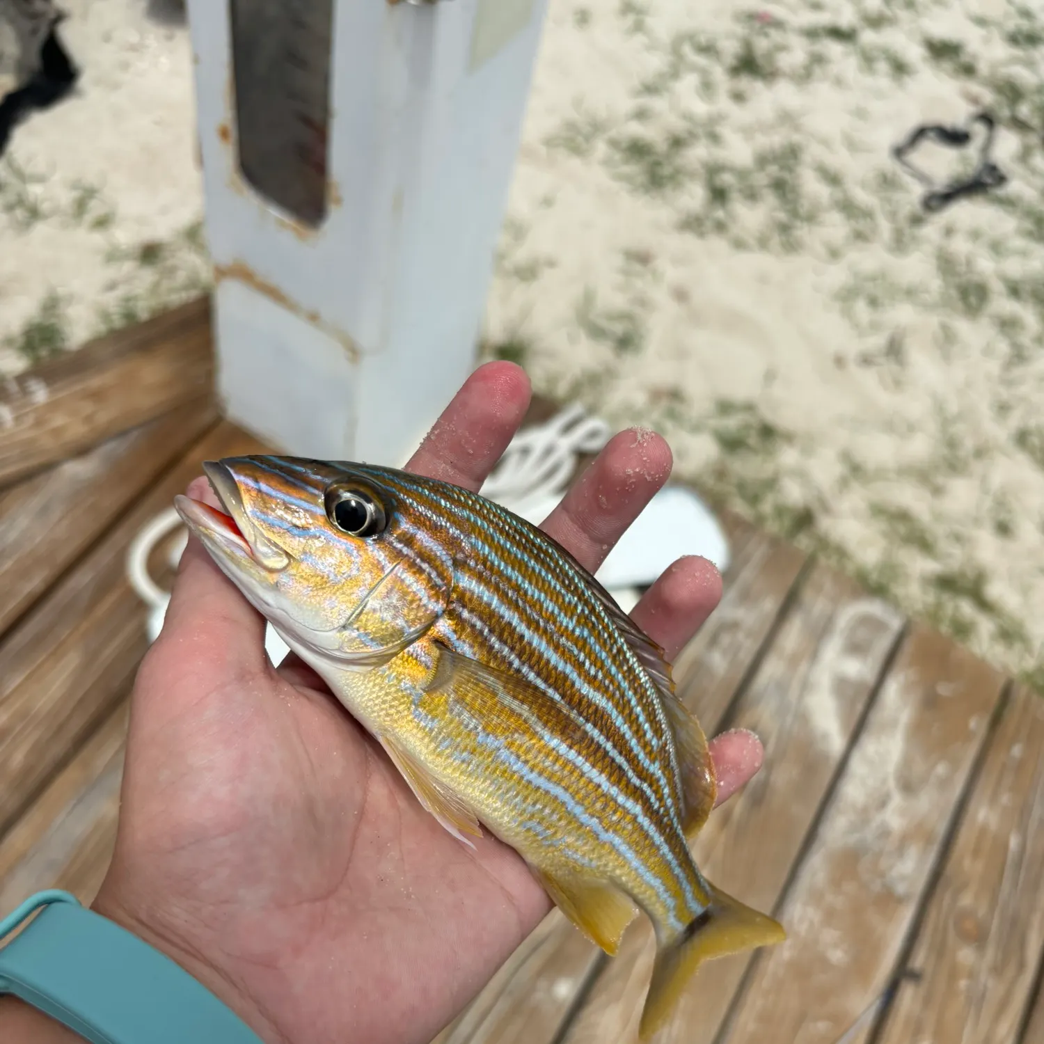 catch