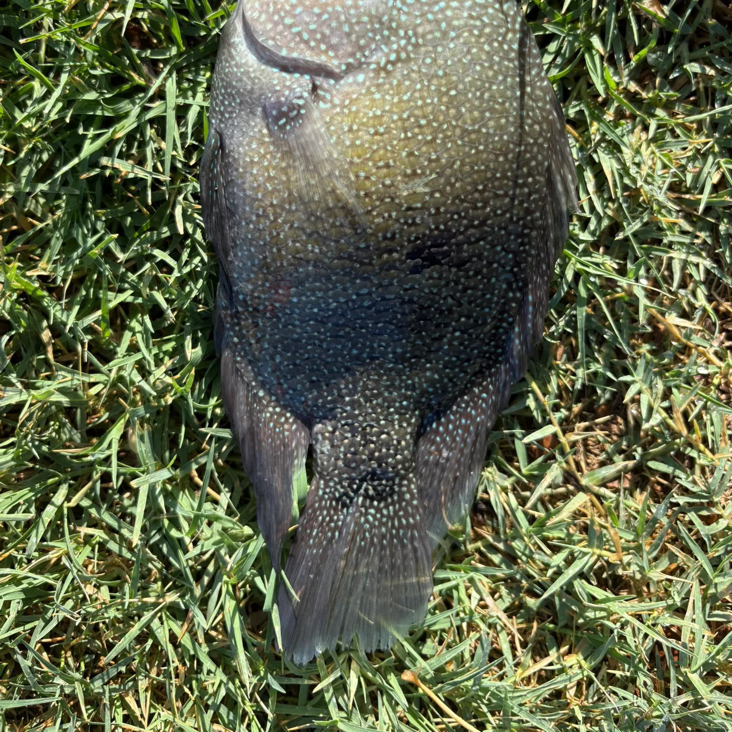 Rio Grande cichlid caught on Fishbrain