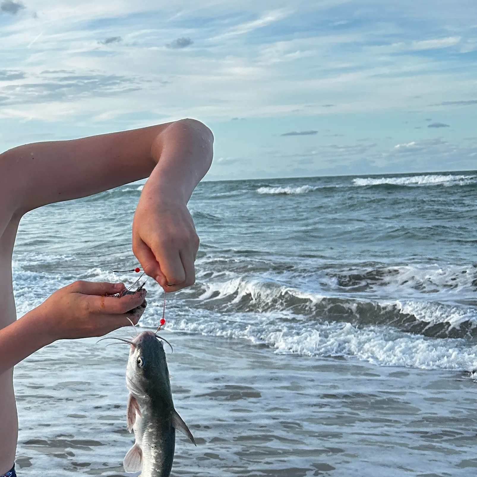 The most recent Hardhead sea catfish catches on Fishbrain