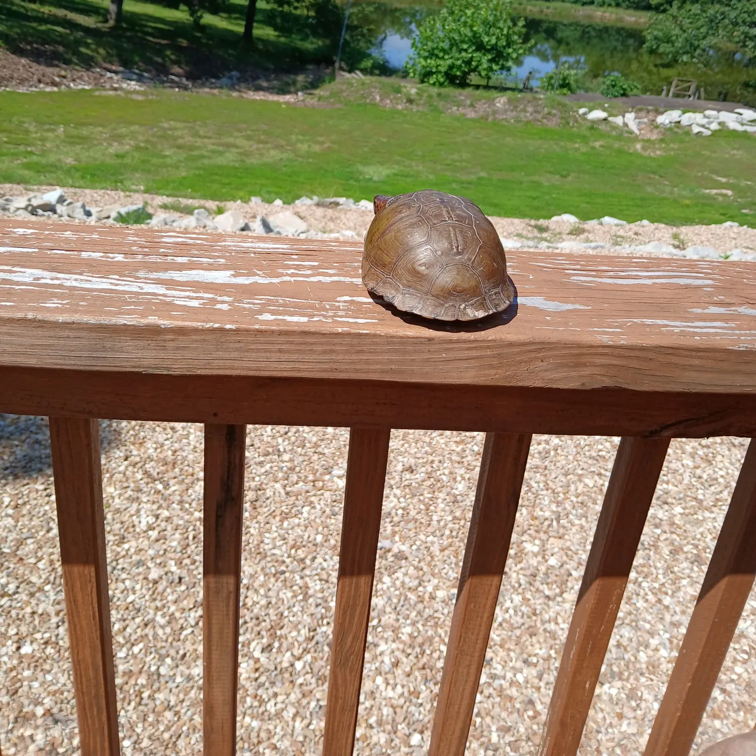 The most recent Painted turtle catches on Fishbrain