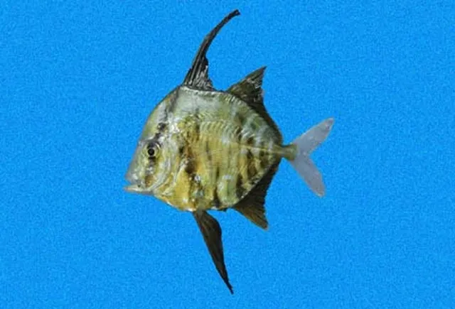 Mexican moonfish