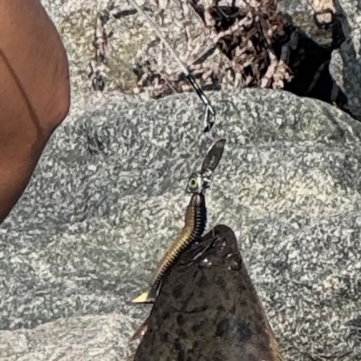 The most recent California halibut catches on Fishbrain