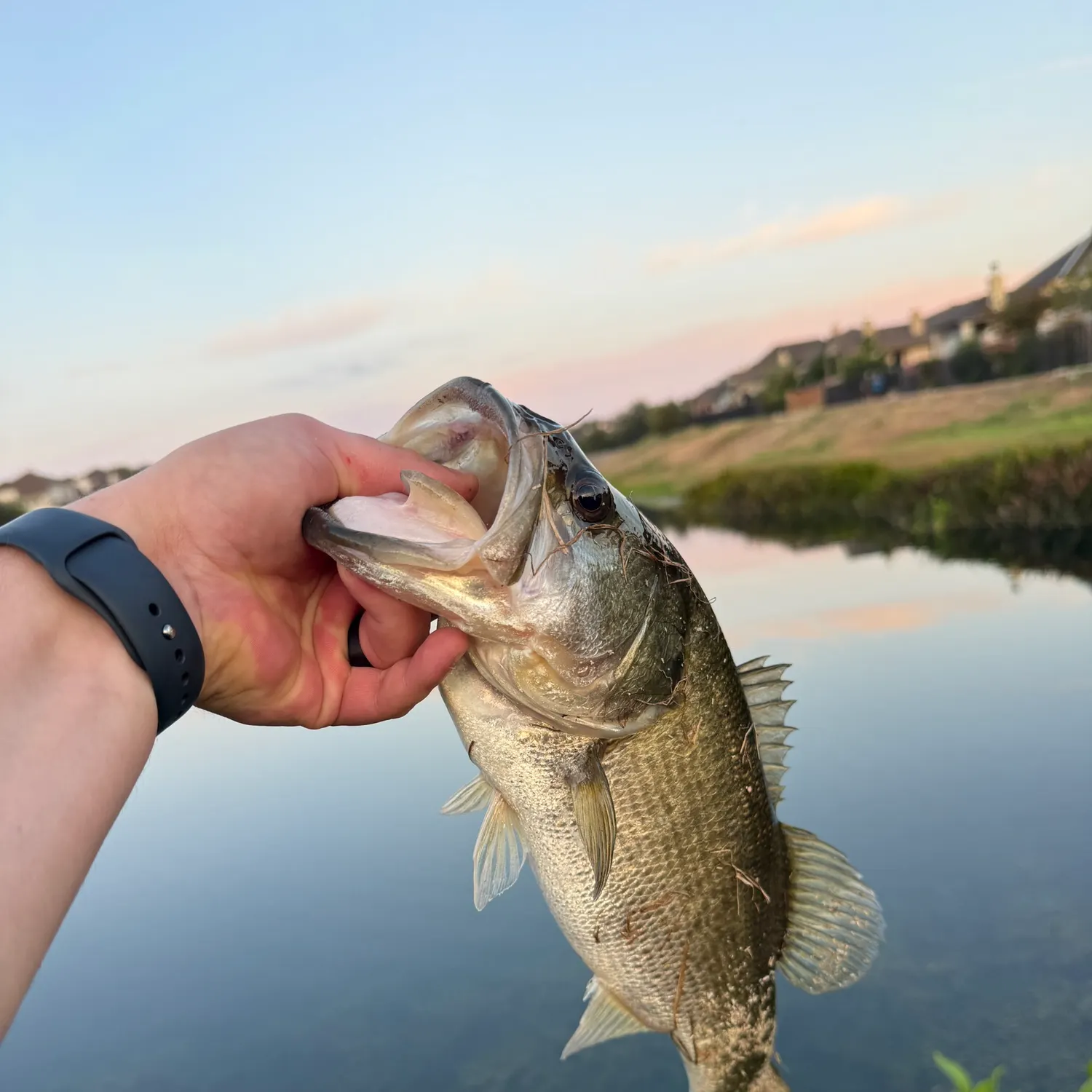 Largemouth bass caught on Fishbrain