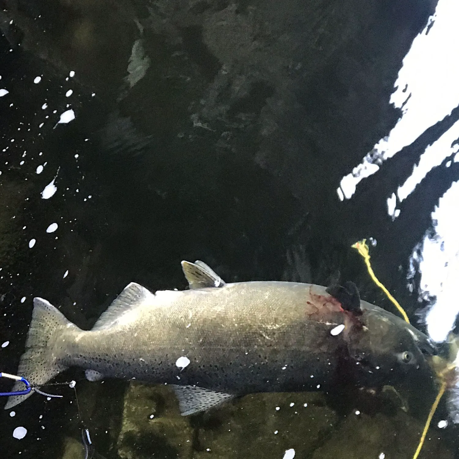 Chinook salmon caught on Fishbrain