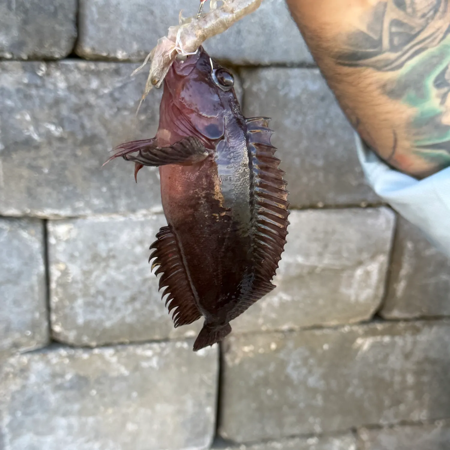 The most recent Hairy blenny catches on Fishbrain