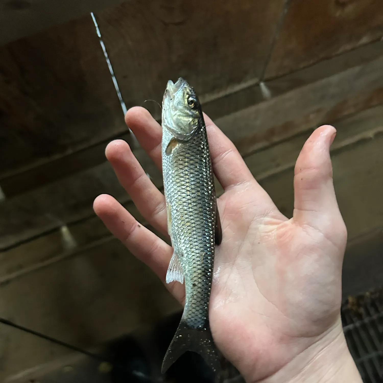 Fallfish caught on Fishbrain