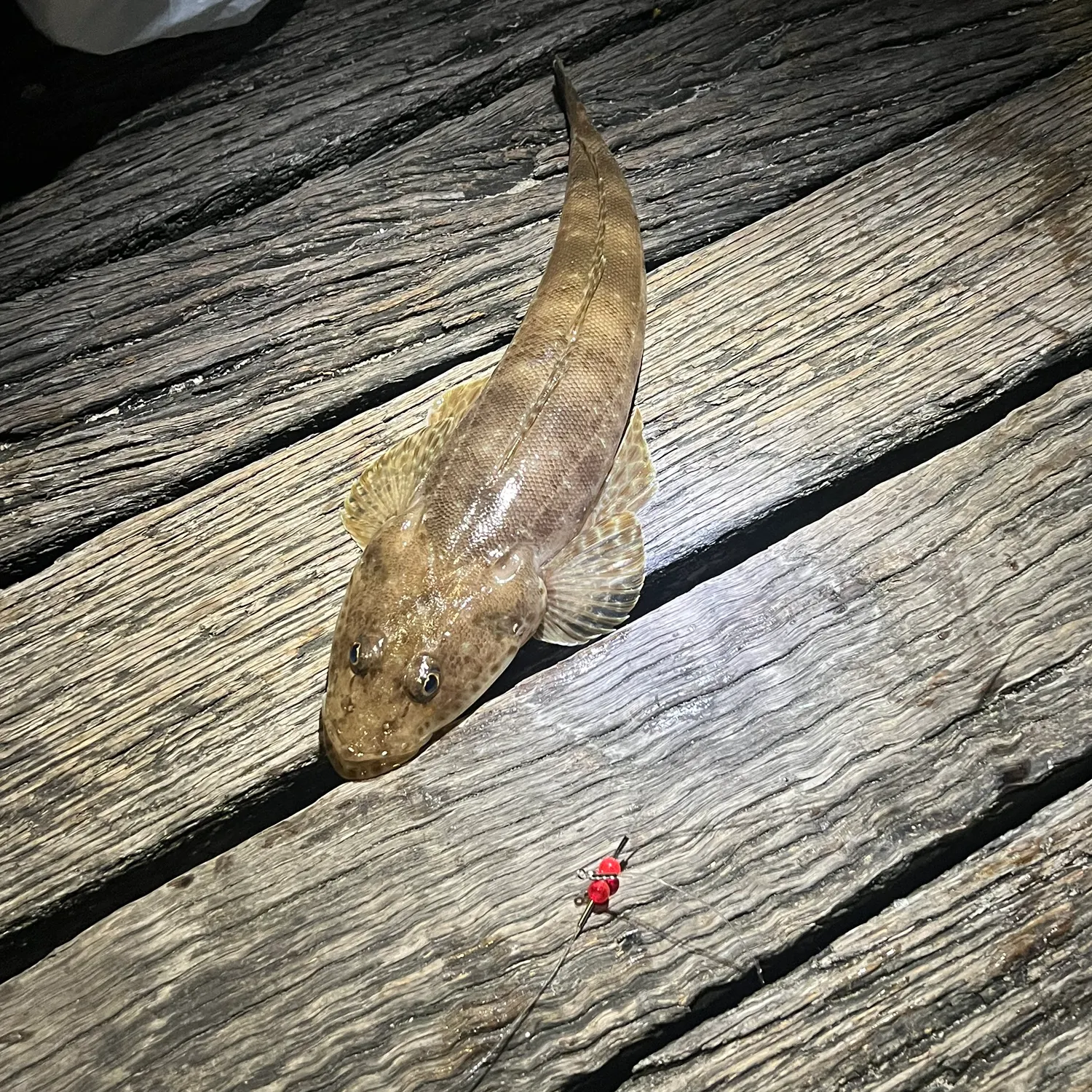 The most recent Dusky flathead catches on Fishbrain