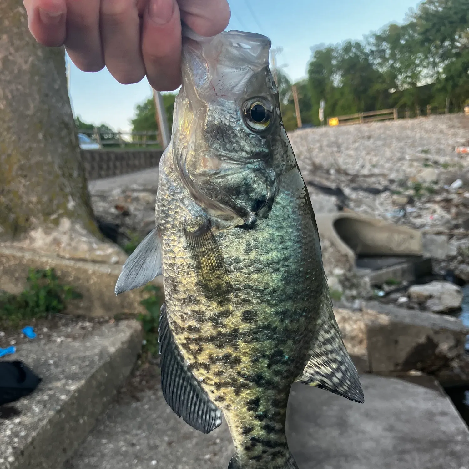 catch