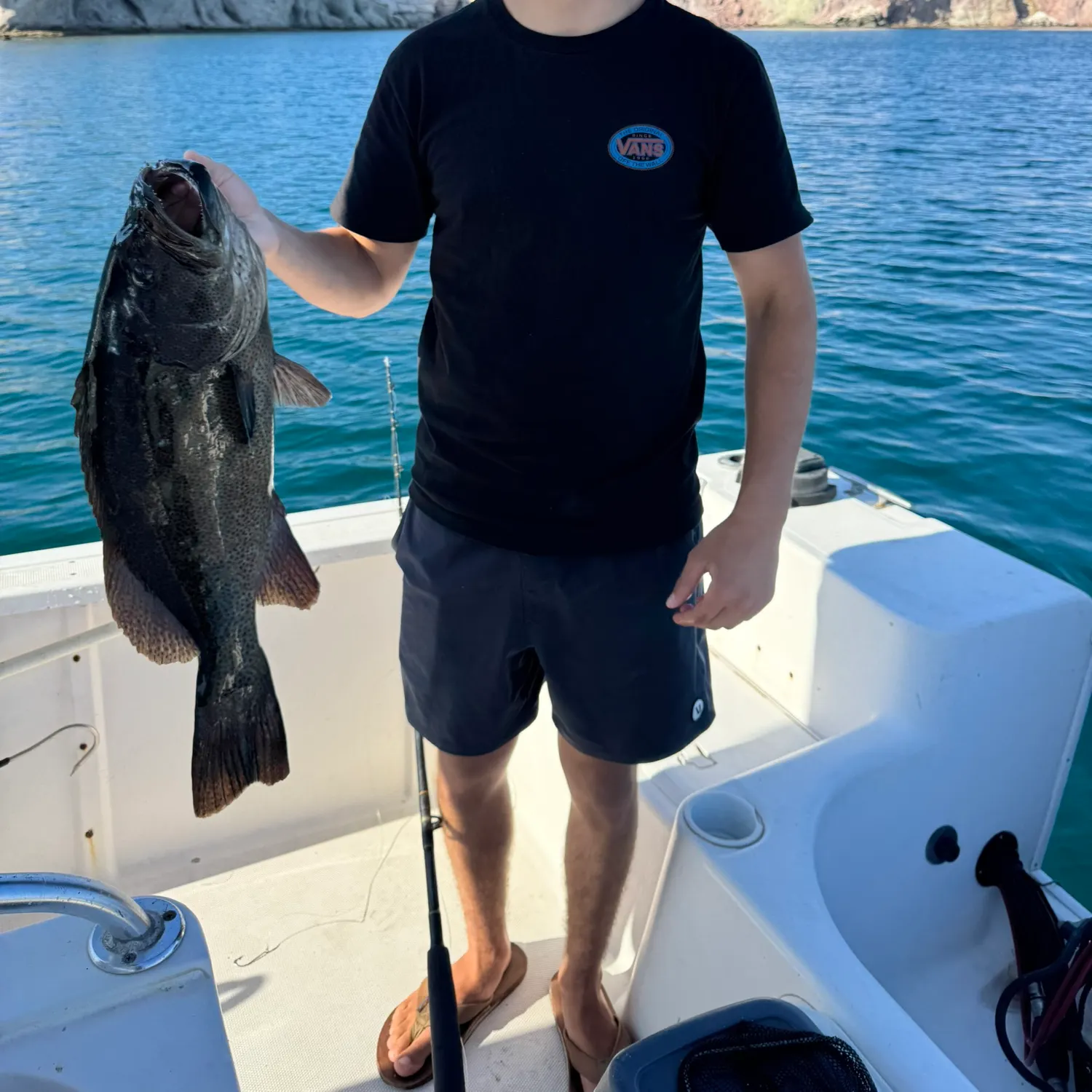 The most recent Spotted grouper catches on Fishbrain