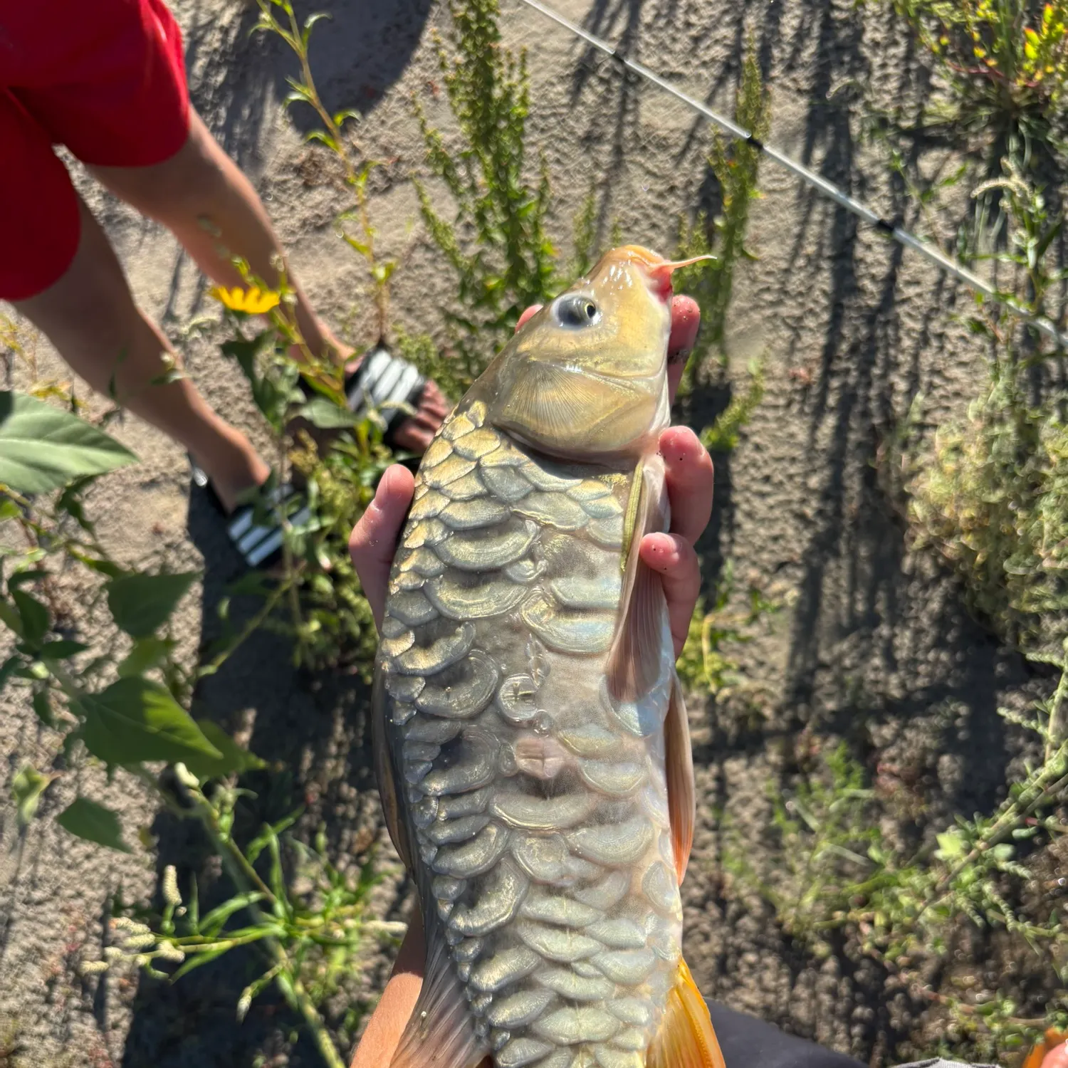 The most recent Mirror carp catches on Fishbrain