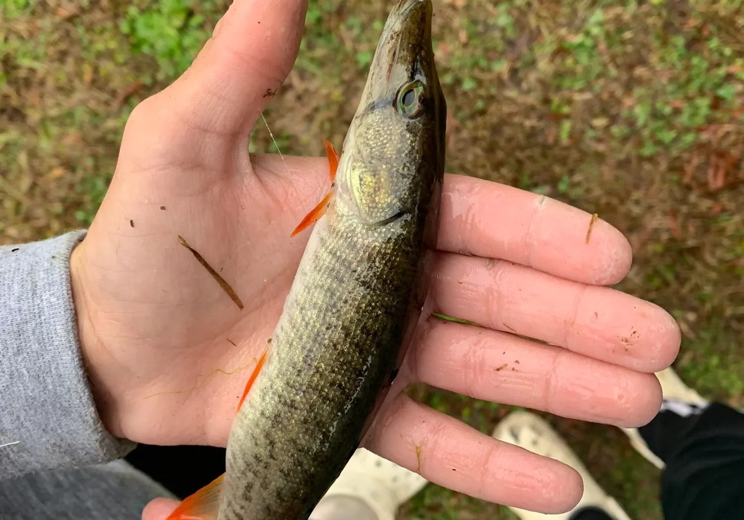 Redfin pickerel