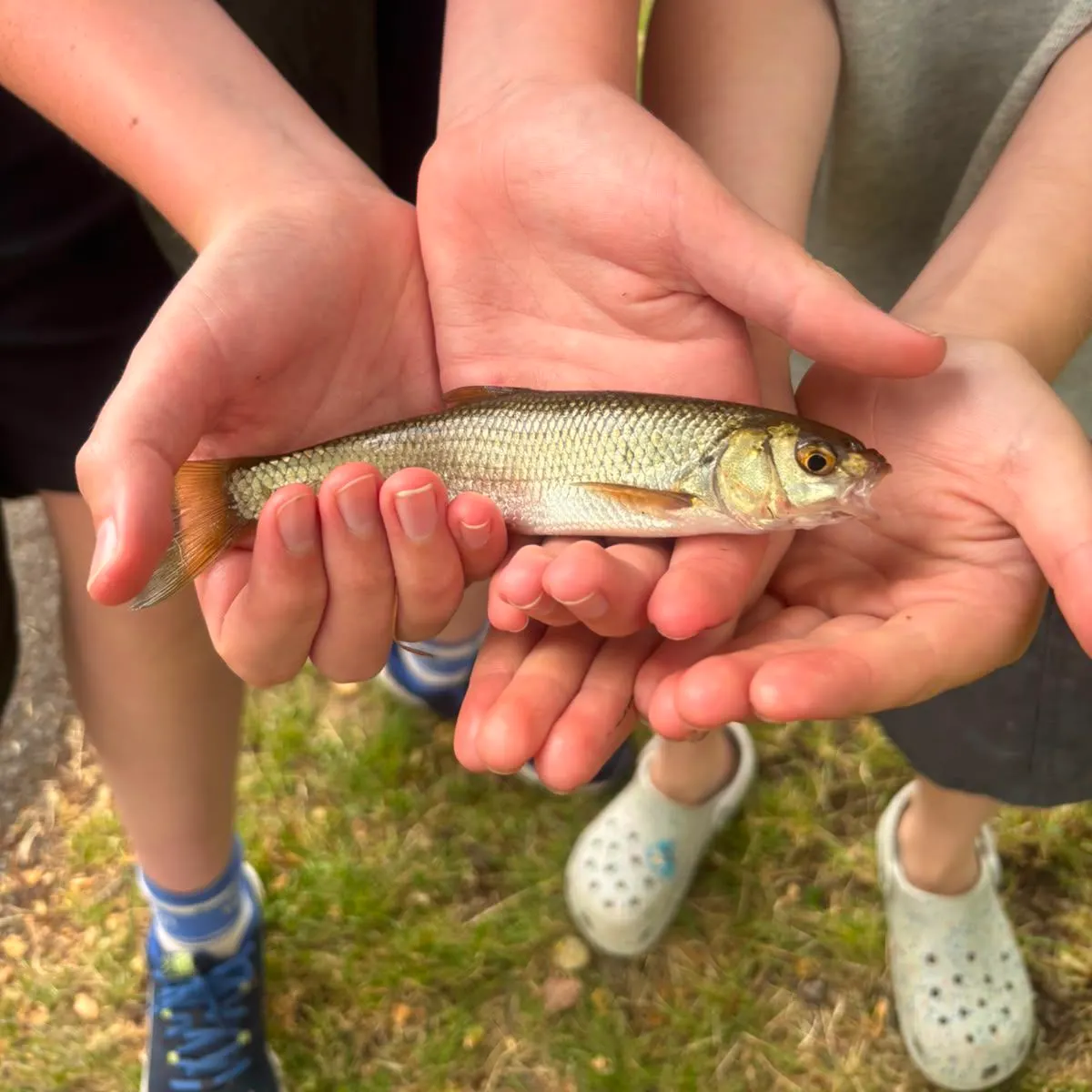 The most recent Common dace catches on Fishbrain