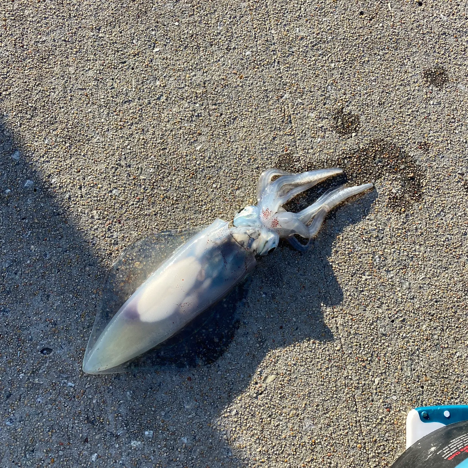 The most recent Southern calamari catches on Fishbrain