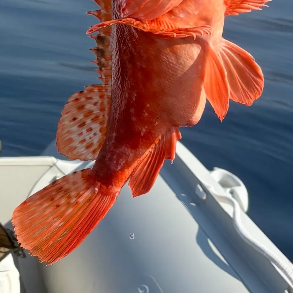 The most recent Red scorpionfish catches on Fishbrain