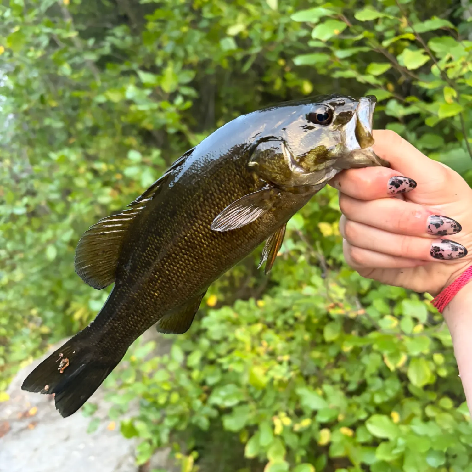 Smallmouth bass caught on Fishbrain