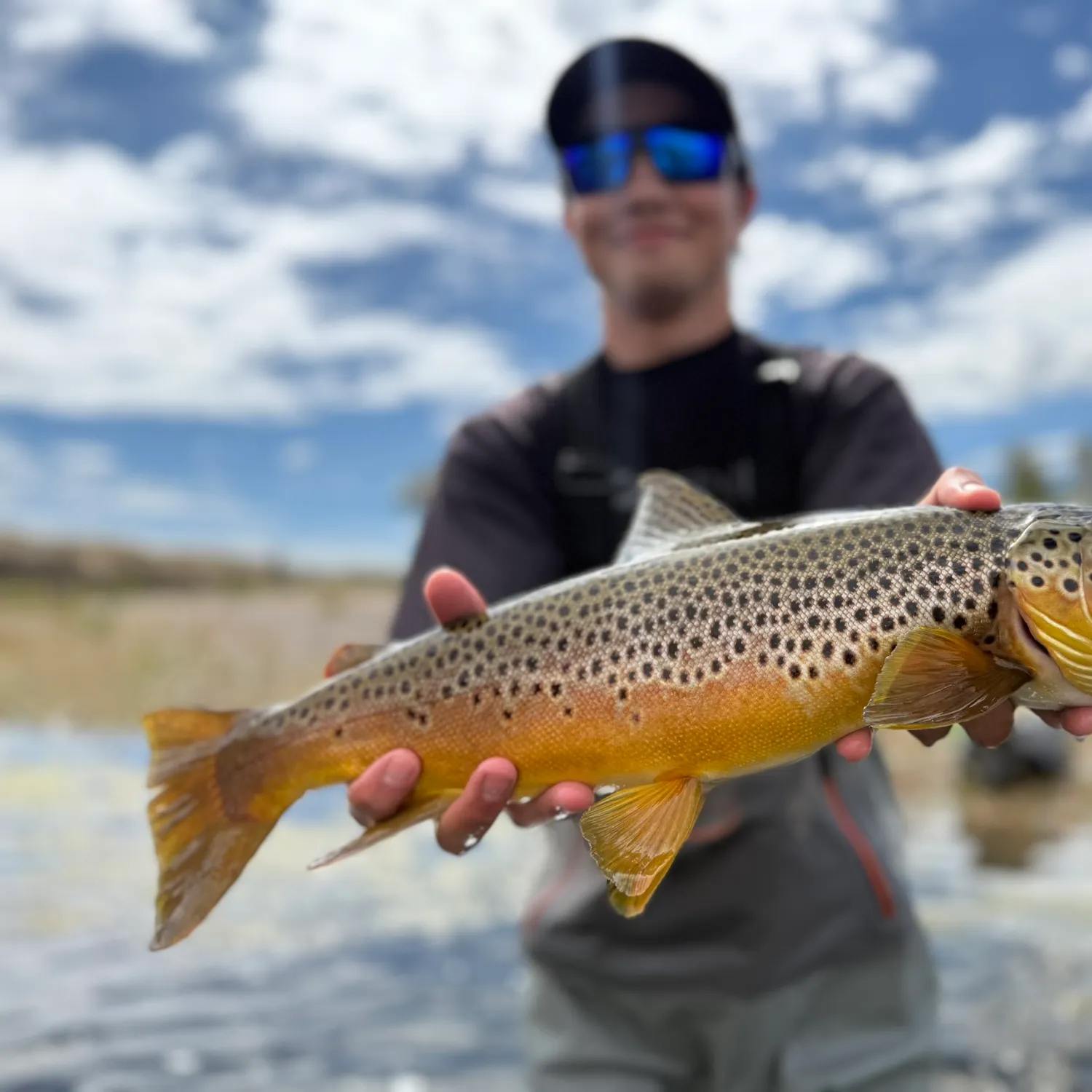 Brown trout caught on Fishbrain