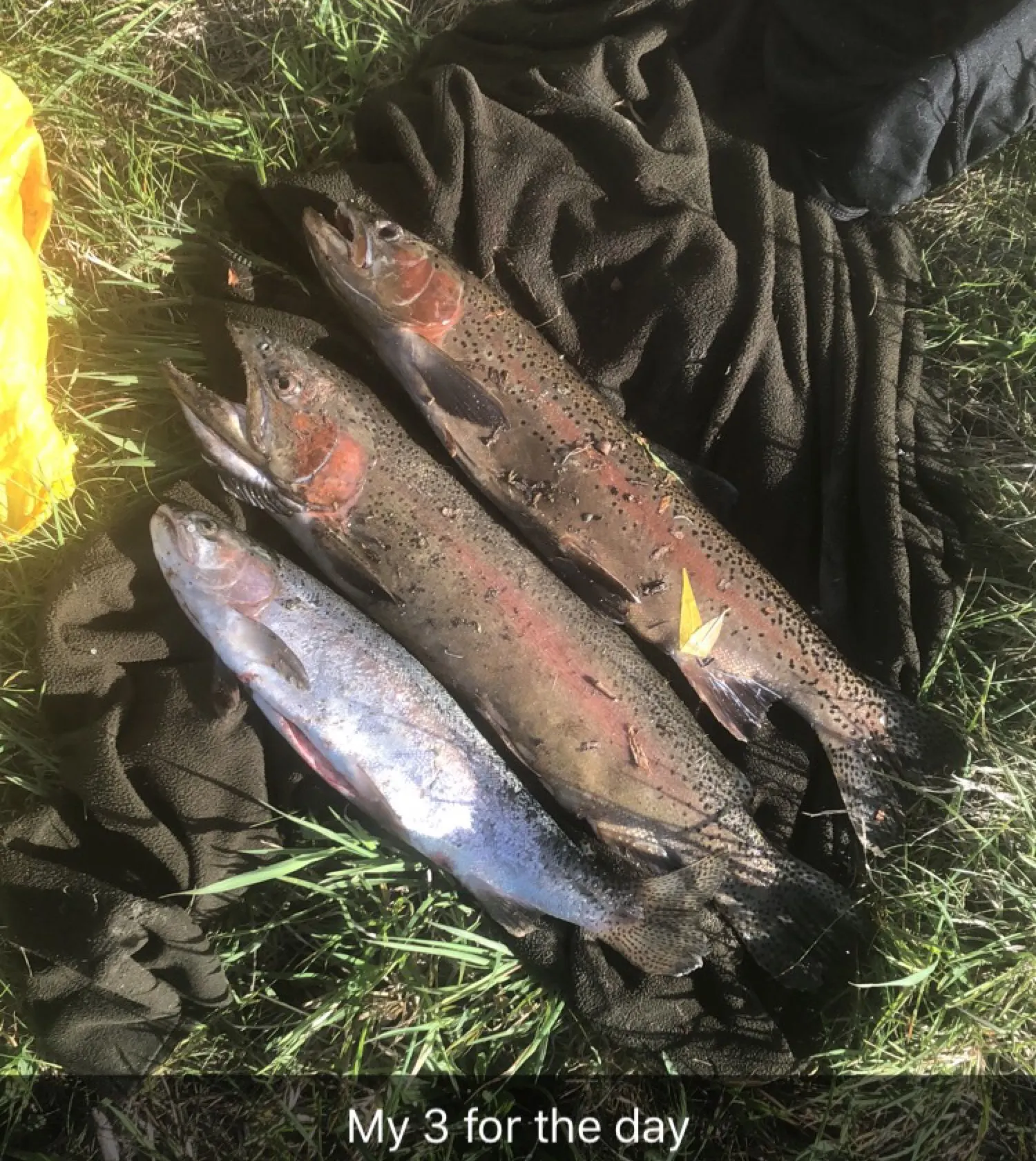 recently logged catches