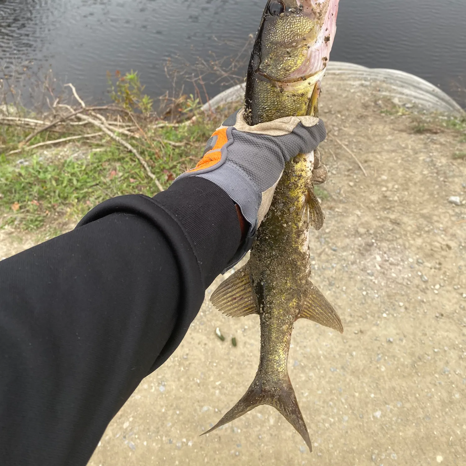 Chain pickerel caught on Fishbrain