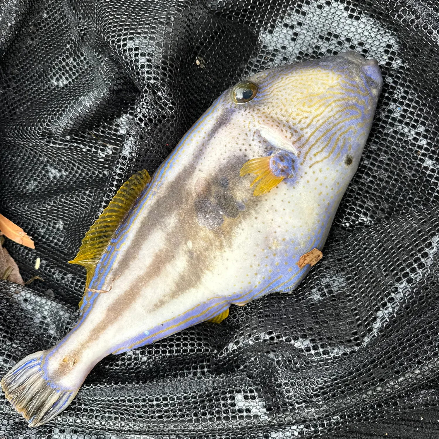 The most recent Yellowfin leatherjacket catches on Fishbrain