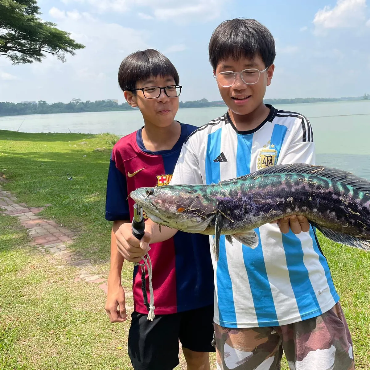 The most recent Indonesian snakehead catches on Fishbrain