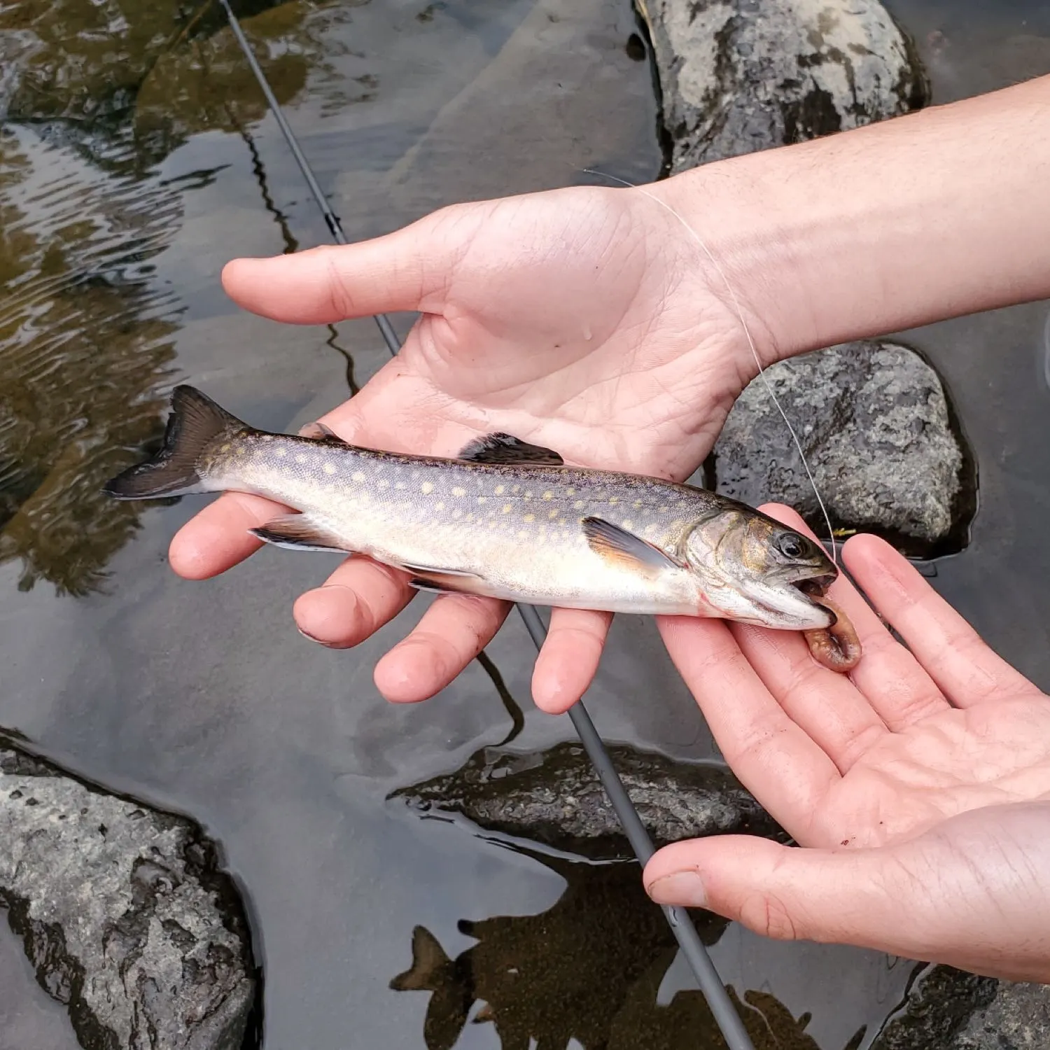 Brook trout caught on Fishbrain