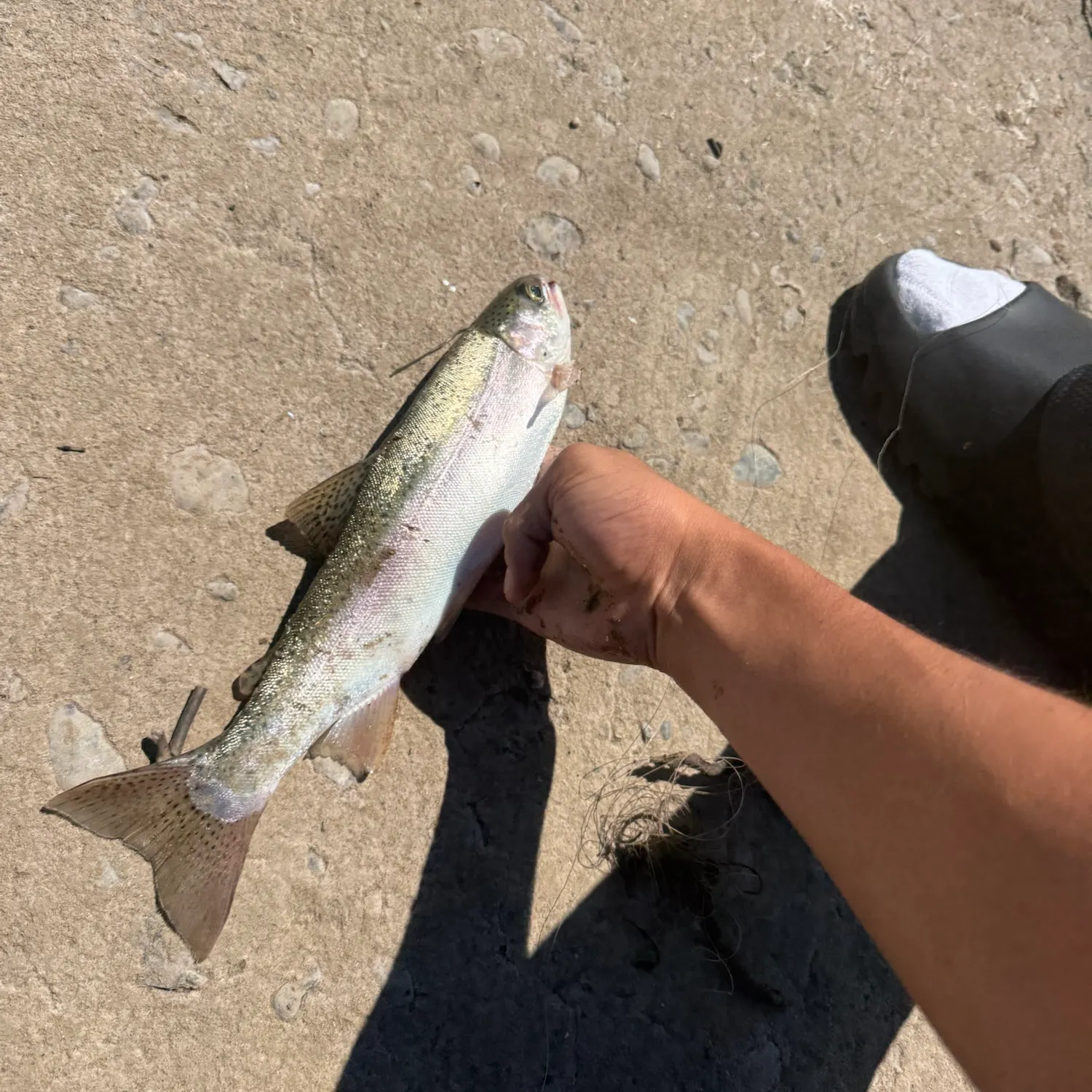 Rainbow trout caught on Fishbrain