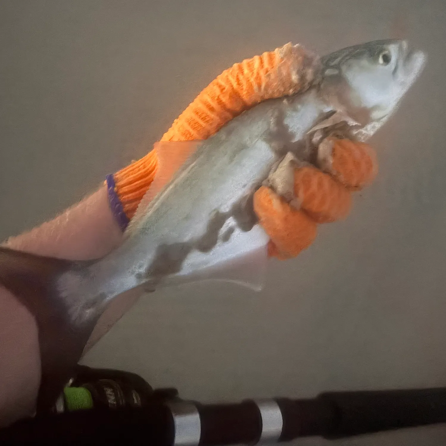 Bluefish caught on Fishbrain
