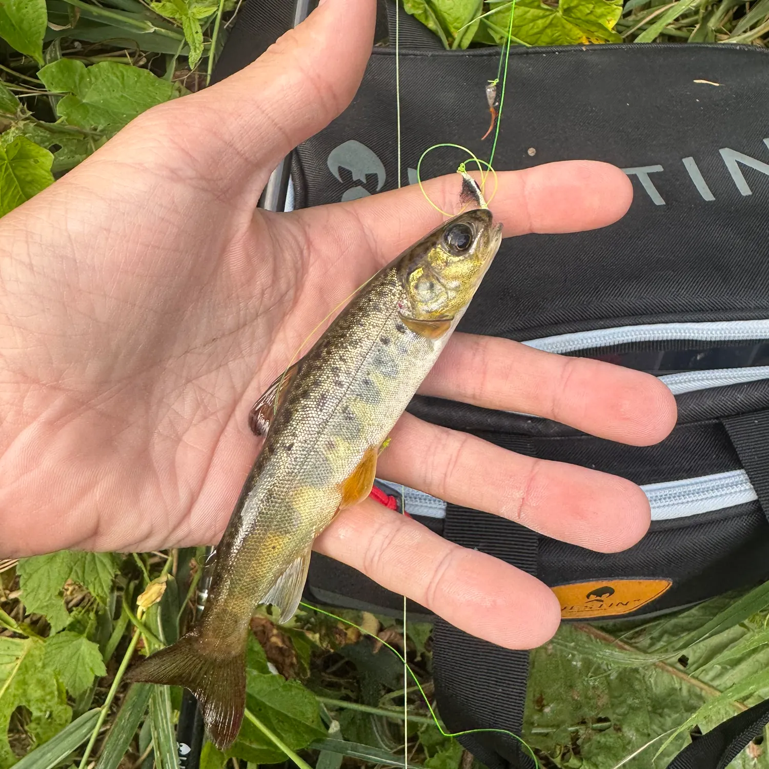 Brown trout caught on Fishbrain
