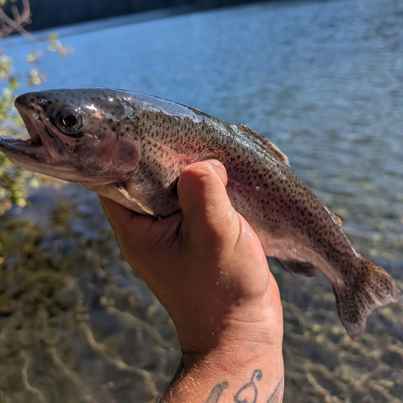 Rainbow trout caught on Fishbrain